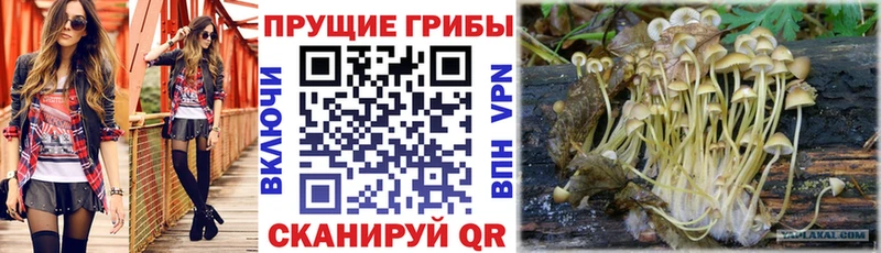 сколько стоит  Воткинск  Псилоцибиновые грибы мицелий 